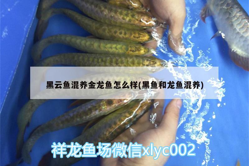 北京鱼缸专卖店在哪里进货（北京鱼缸专卖店在哪里进货便宜） 元宝凤凰鱼专用鱼粮