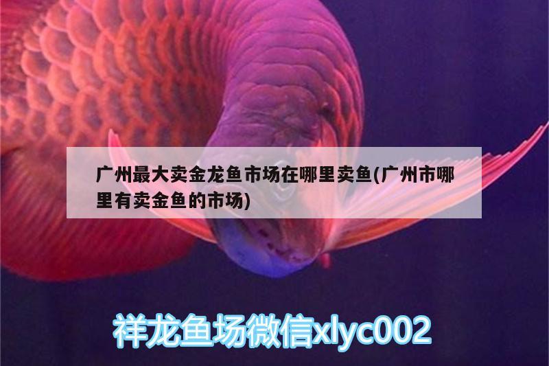 广州最大卖金龙鱼市场在哪里卖鱼(广州市哪里有卖金鱼的市场)
