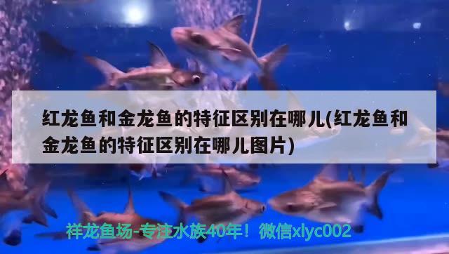 红龙鱼和金龙鱼的特征区别在哪儿(红龙鱼和金龙鱼的特征区别在哪儿图片) 广州水族器材滤材批发市场