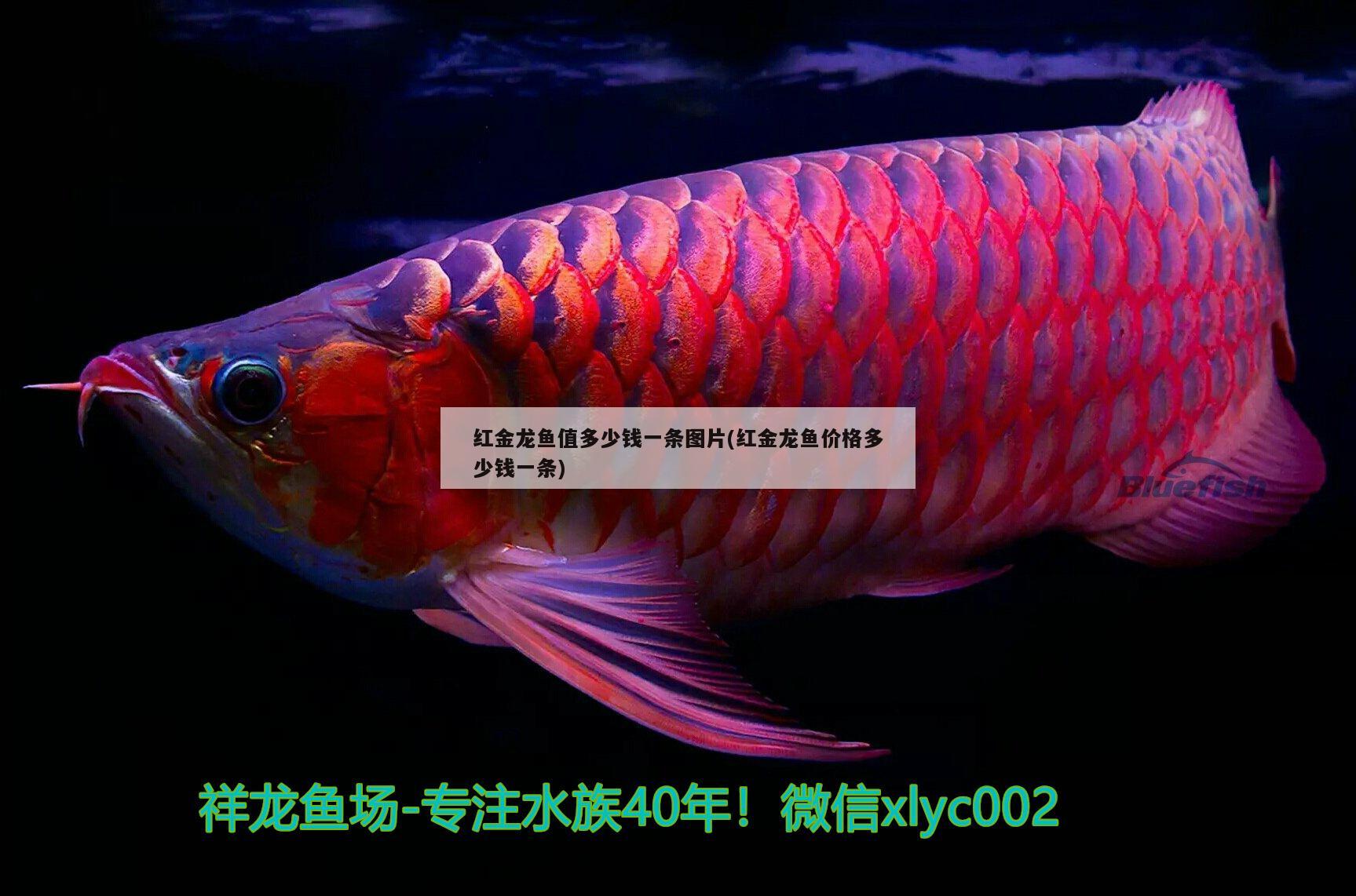 红金龙鱼值多少钱一条图片(红金龙鱼价格多少钱一条) 除藻剂