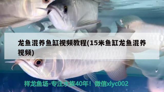 龙鱼混养鱼缸视频教程(15米鱼缸龙鱼混养视频)