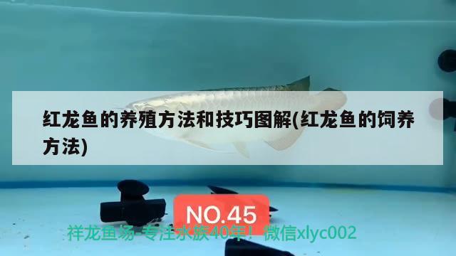 红龙鱼的养殖方法和技巧图解(红龙鱼的饲养方法) 广州观赏鱼鱼苗批发市场