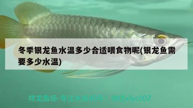 冬季银龙鱼水温多少合适喂食物呢(银龙鱼需要多少水温) 银龙鱼