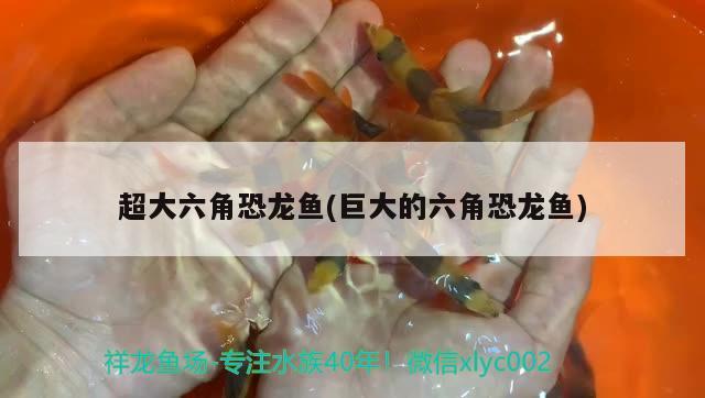 超大六角恐龙鱼(巨大的六角恐龙鱼) 广州祥龙国际水族贸易