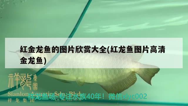 红金龙鱼的图片欣赏大全(红龙鱼图片高清金龙鱼) 银龙鱼