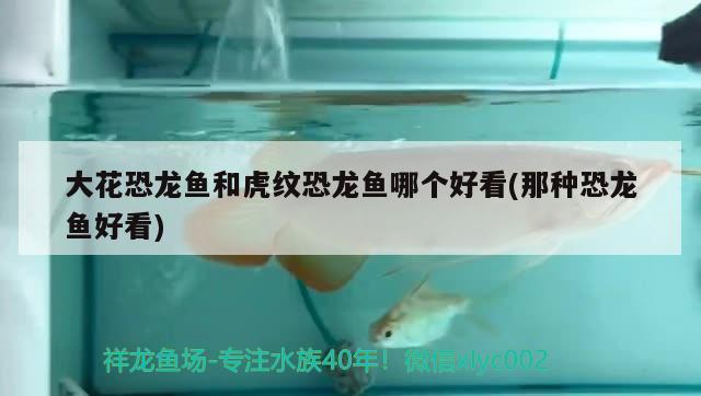 江苏徐州地区用鱼塘适合养殖哪些观赏鱼类，徐州鱼缸定制大概要多少钱 养鱼的好处 第3张