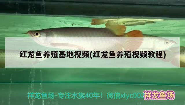 红龙鱼养殖基地视频(红龙鱼养殖视频教程)