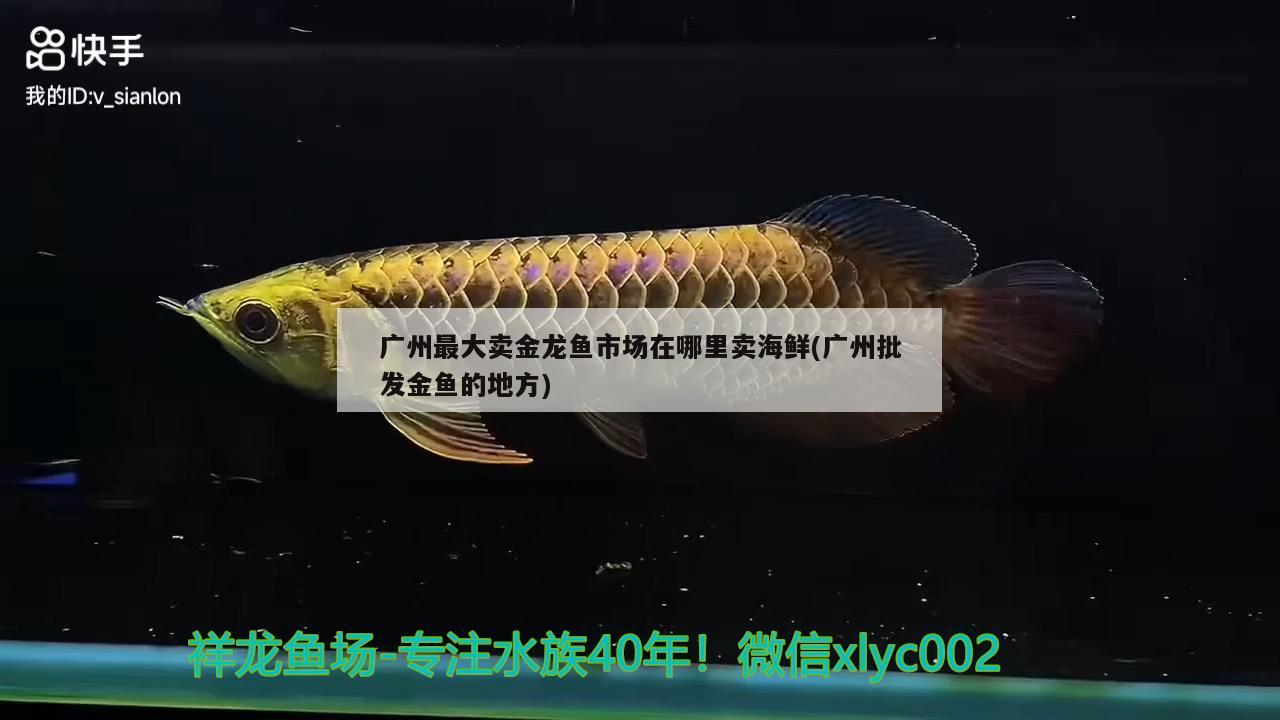 广州最大卖金龙鱼市场在哪里卖海鲜(广州批发金鱼的地方)