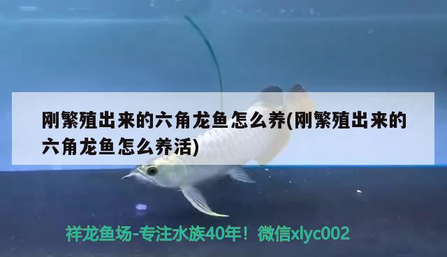刚繁殖出来的六角龙鱼怎么养(刚繁殖出来的六角龙鱼怎么养活) 红头利鱼