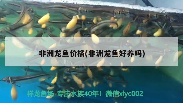 江苏徐州地区用鱼塘适合养殖哪些观赏鱼类，徐州鱼缸定制大概要多少钱 养鱼的好处 第2张