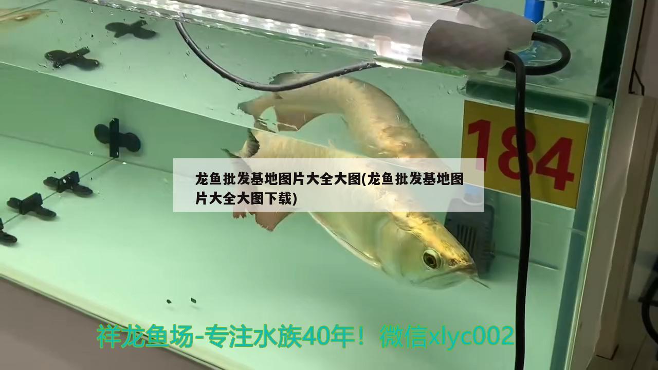 潍坊有没有加工定制鱼缸的厂家电话地址（潍坊鱼缸厂家直销） 观赏鱼鱼苗
