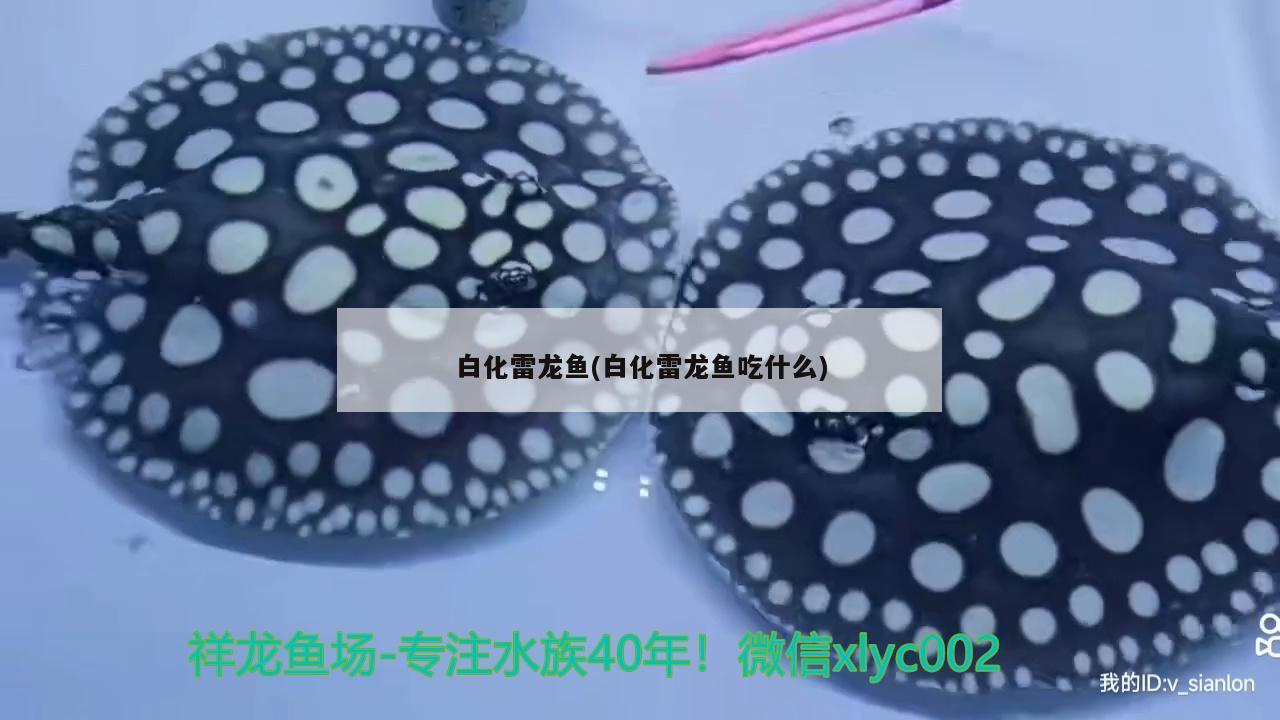 江苏徐州地区用鱼塘适合养殖哪些观赏鱼类，徐州鱼缸定制大概要多少钱 养鱼的好处 第1张