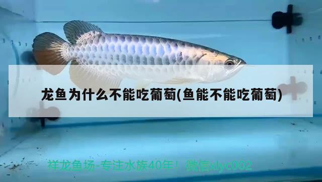 30厘米银龙鱼价格表(30厘米银龙鱼价格表及图片) 银龙鱼