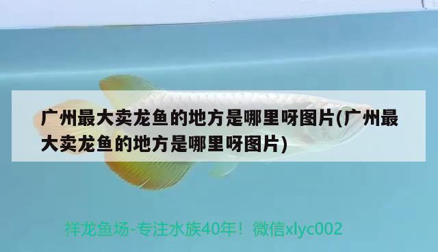 广州最大卖龙鱼的地方是哪里呀图片(广州最大卖龙鱼的地方是哪里呀图片) 星点金龙鱼