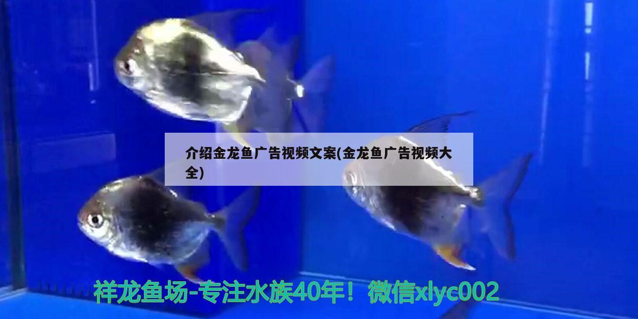 介绍金龙鱼广告视频文案(金龙鱼广告视频大全) 红龙专用鱼粮饲料