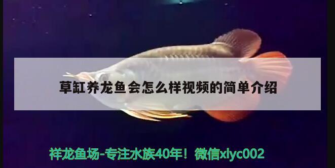 圆柱鱼缸安装视频教程全集大全（3d怎么做螺旋结构） 泰国虎鱼（泰虎） 第1张