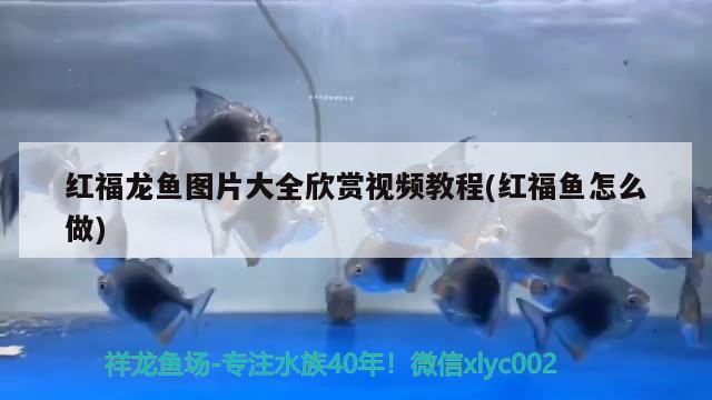 红福龙鱼图片大全欣赏视频教程(红福鱼怎么做) 水族世界