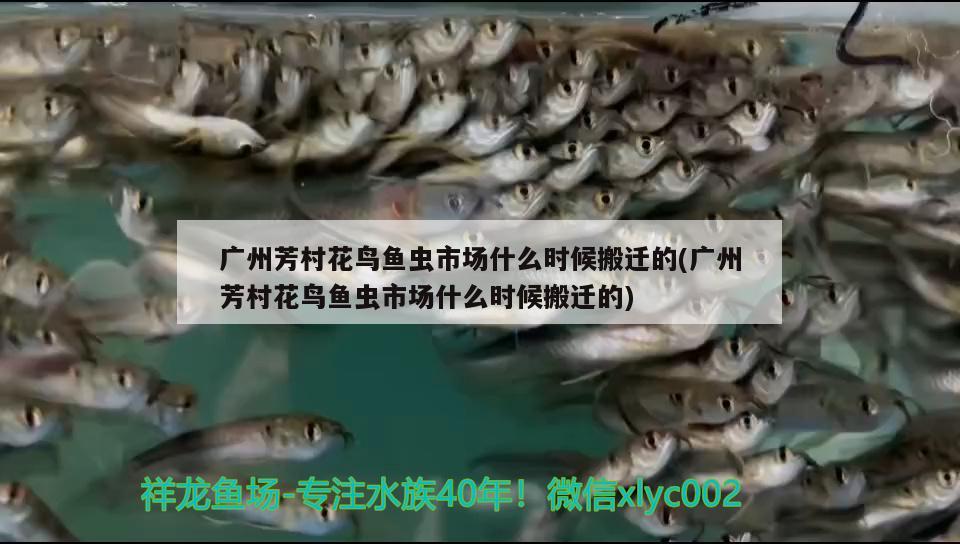 广州芳村花鸟鱼虫市场什么时候搬迁的(广州芳村花鸟鱼虫市场什么时候搬迁的) 大湖红龙鱼