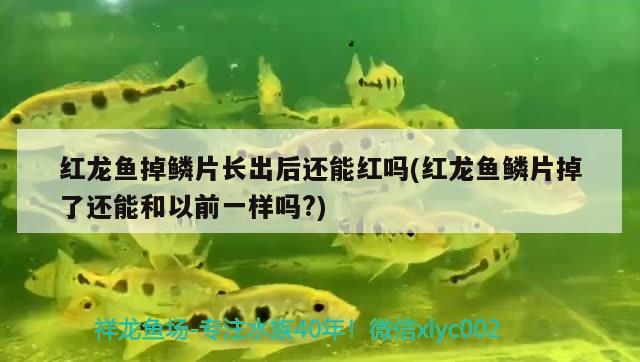 天津卖观赏鱼的地方有哪些公司在招聘（汇川花鸟鱼虫在天津什么地方） 元宝凤凰鱼专用鱼粮 第2张