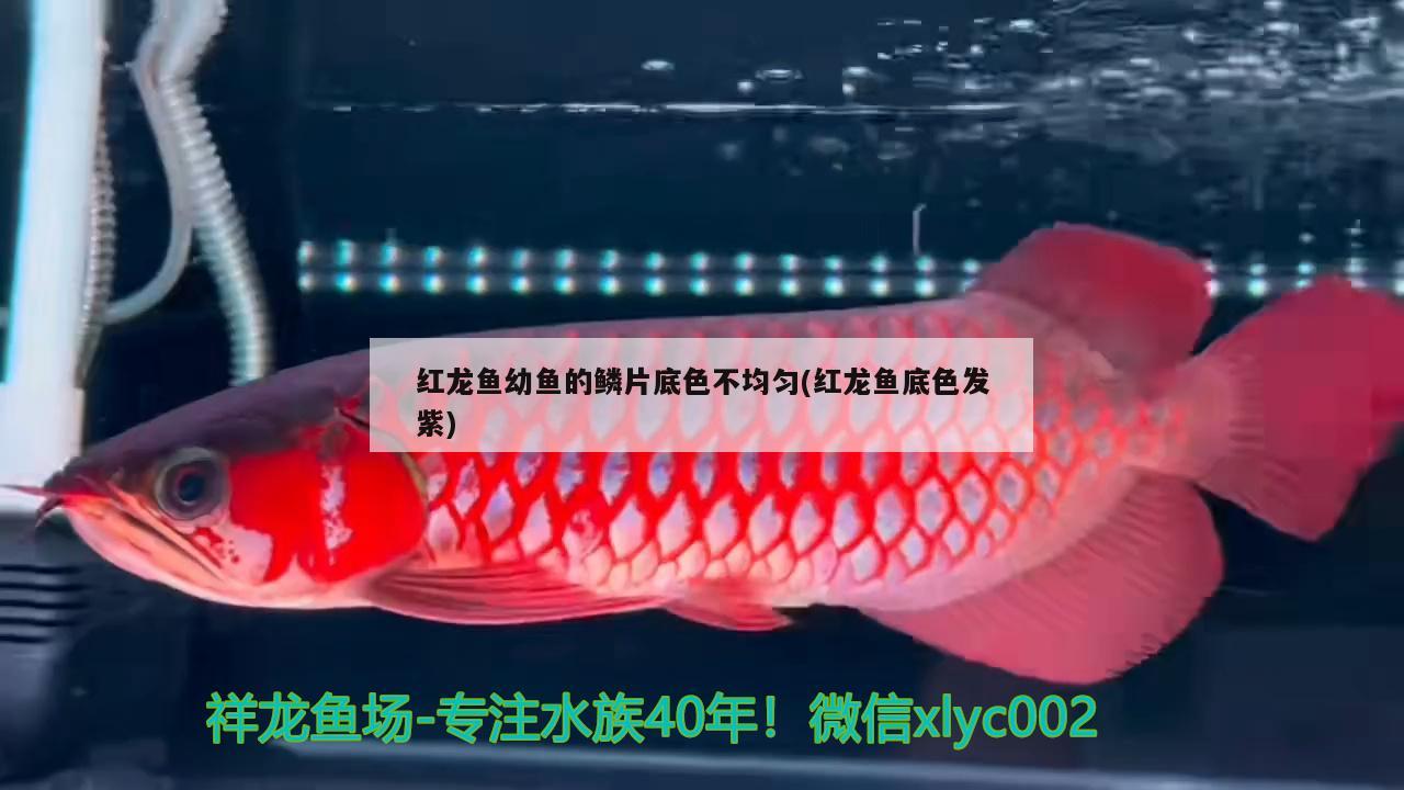 红龙鱼幼鱼的鳞片底色不均匀(红龙鱼底色发紫)