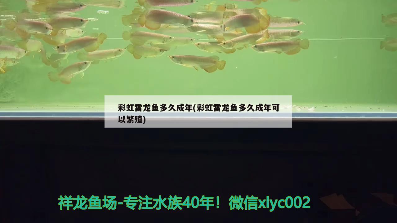 阳江观赏鱼市场手机自带地震模式 观赏鱼市场（混养鱼） 第2张