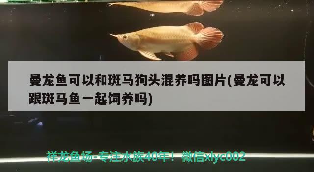 鱼缸里的石头附了一层白色的东西是什么情况（鱼缸石头上有好多白色点点） 广州观赏鱼批发市场