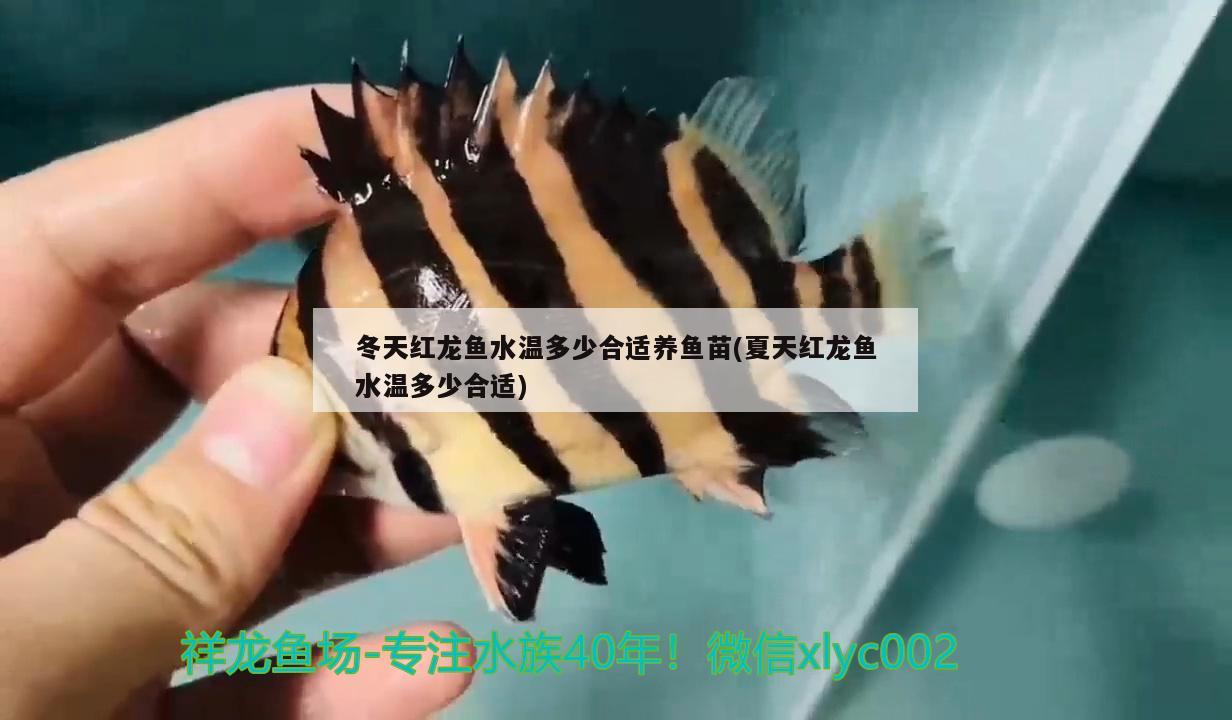 泰庞海鲢鱼百科 泰庞海鲢和大眼的区别 观赏鱼