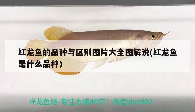 红龙鱼的品种与区别图片大全图解说(红龙鱼是什么品种)