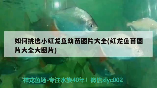 深圳哪里有专门卖鱼缸的市场地址深圳龙岗鱼缸市场，深圳哪里有专门卖鱼缸的市场 过背金龙鱼 第1张