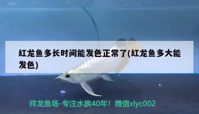 红龙鱼多长时间能发色正常了(红龙鱼多大能发色) 冲氧泵