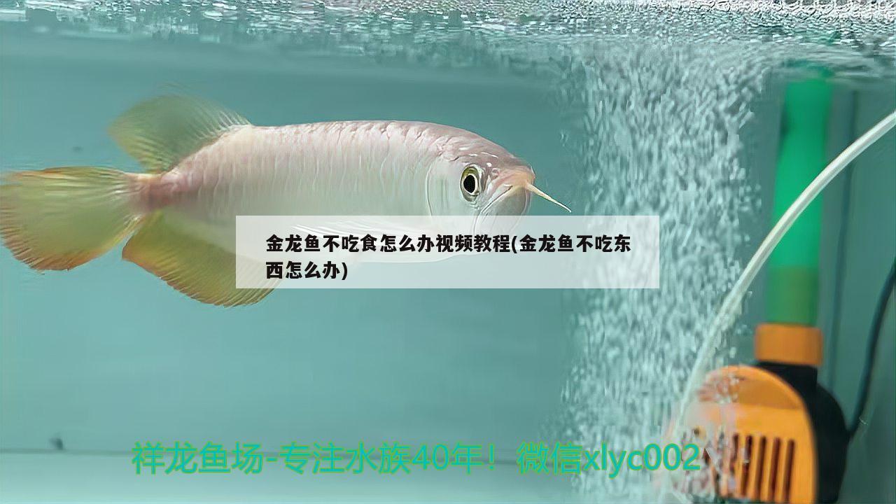 金龙鱼不吃食怎么办视频教程(金龙鱼不吃东西怎么办) 小型观赏鱼