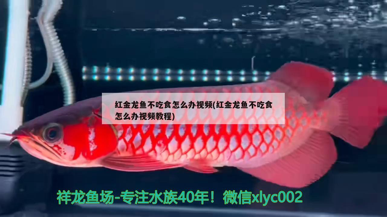 红金龙鱼不吃食怎么办视频(红金龙鱼不吃食怎么办视频教程) 白子黄化银龙鱼
