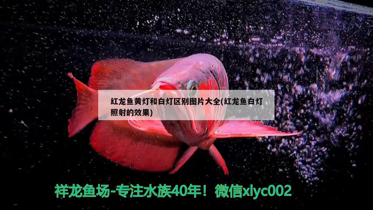 红龙鱼黄灯和白灯区别图片大全(红龙鱼白灯照射的效果) 海象鱼