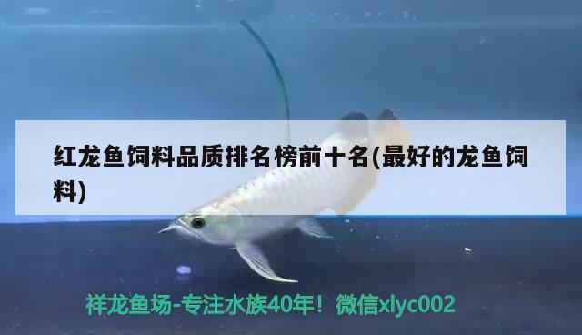 布隆迪可以和龙鱼混养吗(布隆迪能和龙鱼混养吗) 广州龙鱼批发市场