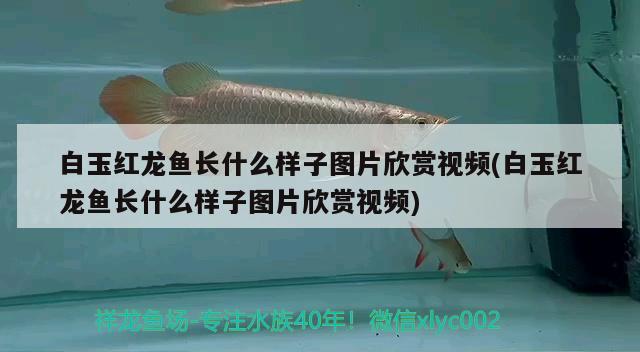 白玉红龙鱼长什么样子图片欣赏视频(白玉红龙鱼长什么样子图片欣赏视频) 白玉红龙鱼