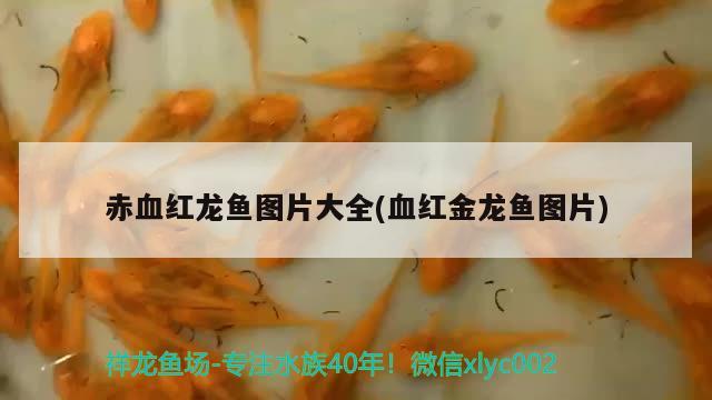 滁州观赏鱼市场用户名修改 观赏鱼市场（混养鱼） 第1张
