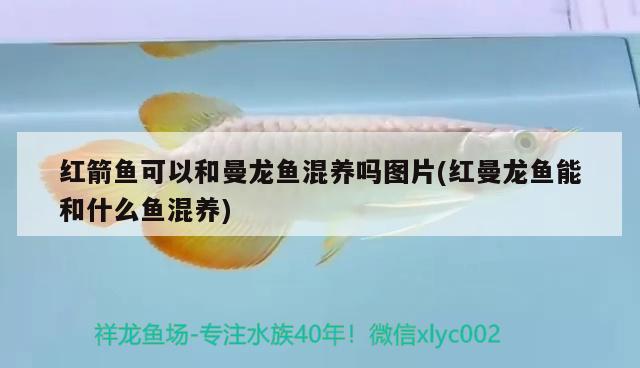 红箭鱼可以和曼龙鱼混养吗图片(红曼龙鱼能和什么鱼混养) 广州水族器材滤材批发市场