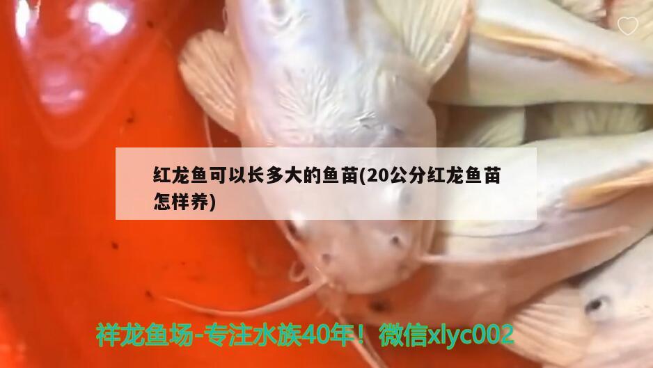 红龙鱼可以长多大的鱼苗(20公分红龙鱼苗怎样养)
