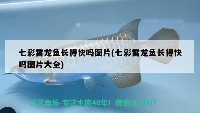 宣城水族馆 观赏鱼企业目录 第2张