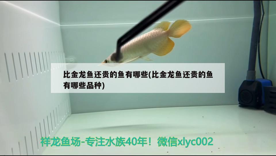 北京海水水族箱哪家好，有知道保定哪有卖鱼缸的的吗