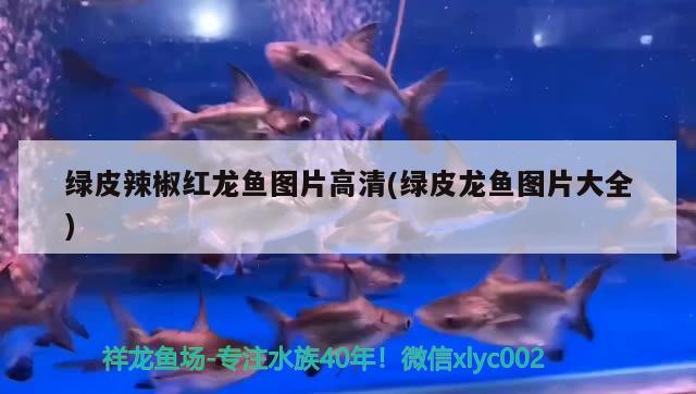 迪庆藏族自治州观赏鱼市场又要爆缸了 观赏鱼市场（混养鱼） 第2张