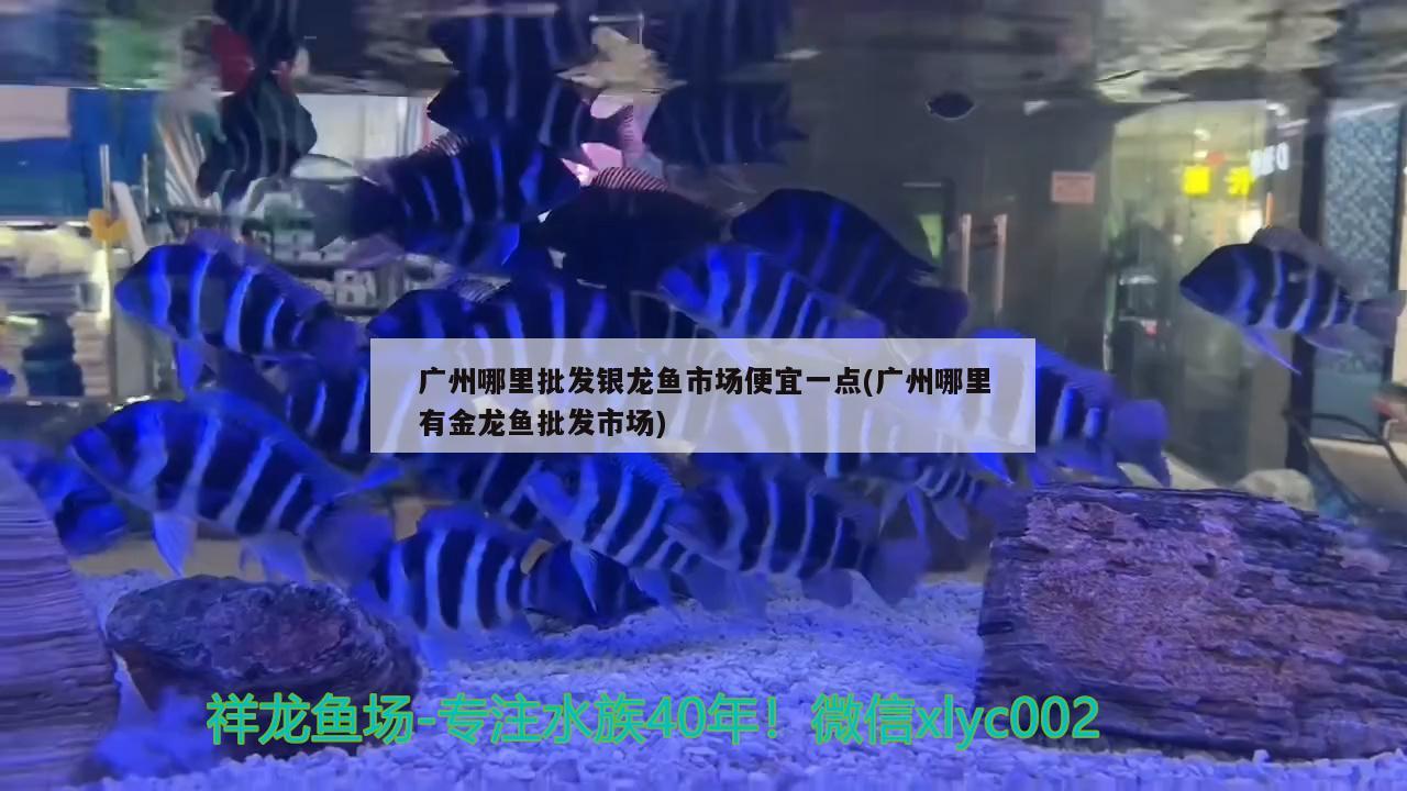 广州哪里批发银龙鱼市场便宜一点(广州哪里有金龙鱼批发市场) 龙鱼批发
