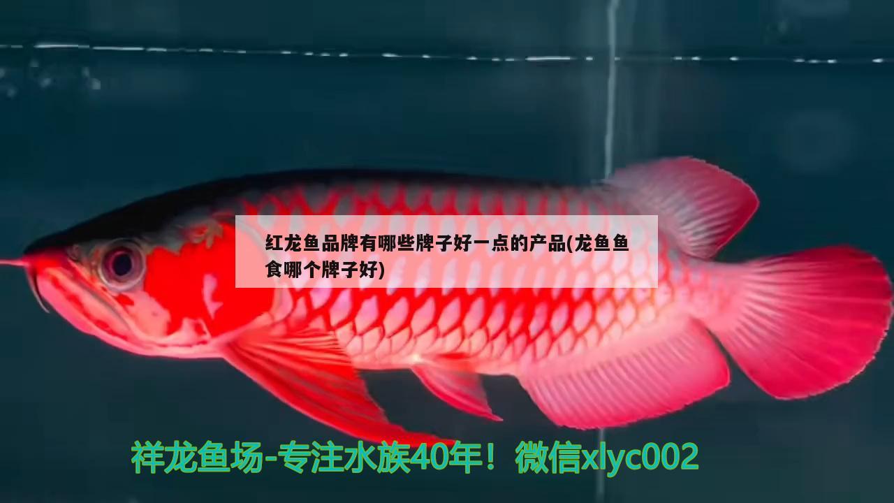 红龙鱼品牌有哪些牌子好一点的产品(龙鱼鱼食哪个牌子好) 招财战船鱼