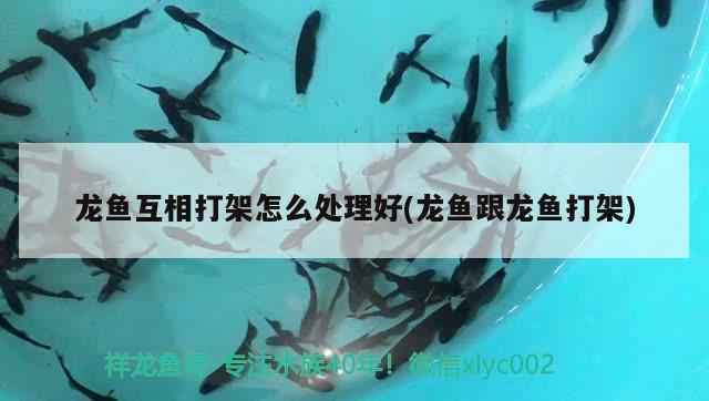 广元水族批发市场在哪里有卖的（广元水族批发市场在哪里有卖的鱼） 观赏鱼饲料