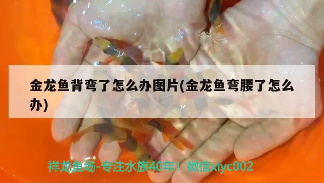 淮安观赏鱼市场原生鱼天花板 观赏鱼市场（混养鱼） 第3张
