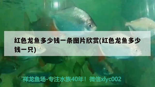 淮安观赏鱼市场原生鱼天花板 观赏鱼市场（混养鱼） 第2张