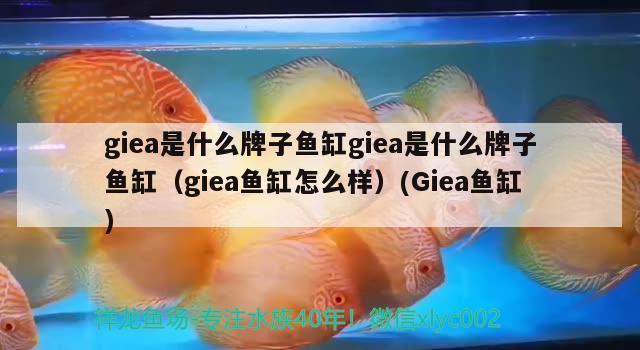 giea是什么牌子鱼缸giea是什么牌子鱼缸（giea鱼缸怎么样）(Giea鱼缸)