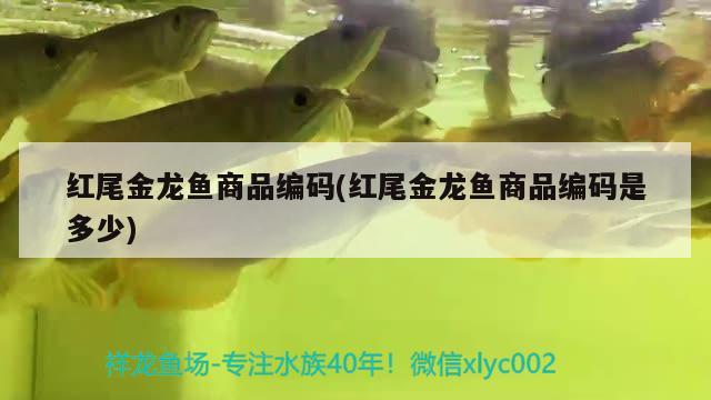 蚌埠龙鱼:龙鱼为什么喜欢在水面上