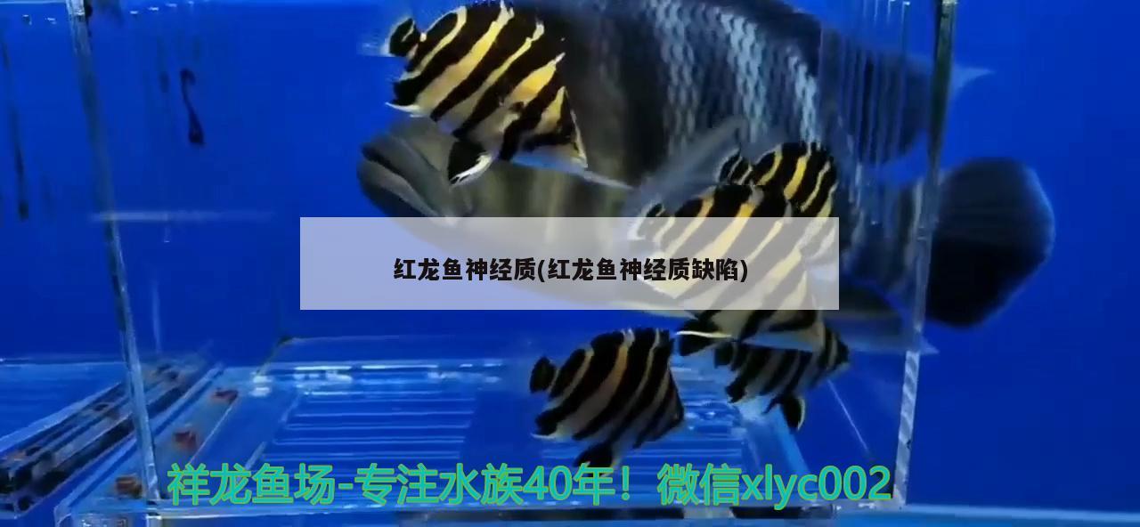 鱼缸养鱼需要一直开增氧机吗视频：鱼缸养鱼需要一直开增氧机吗视频教程 养鱼的好处 第3张