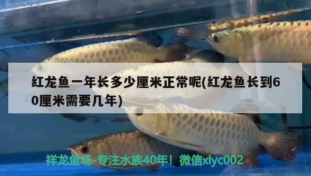 红龙鱼一年长多少厘米正常呢(红龙鱼长到60厘米需要几年) 赤焰中国虎鱼